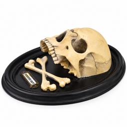 Memento Mori